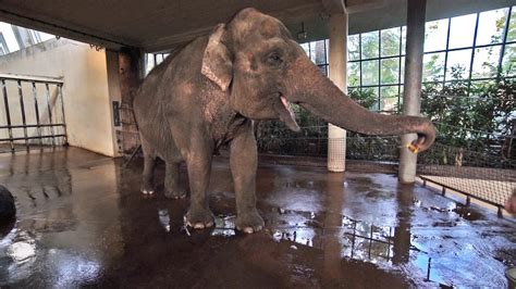 Una elefanta que vive en un zoológico de Berlín aprendió a pelar bananas